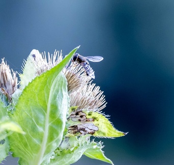 syrphe pyrastre (Scaeva pyrastri),  syrphe du poirier - syrphe à croissants