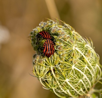 Graphosome rayé (Graphosoma lineatum)