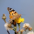  Belle-Dame - Vanesse des chardons, Vanessa cardui