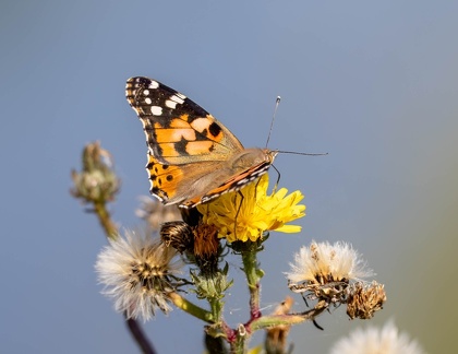  Belle-Dame - Vanesse des chardons, Vanessa cardui