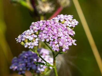 Achillée millefeuille- Millefeuille (Achillea millefolium L.)