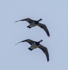 Bernache nonnette Branta leucopsis - Barnacle Goose