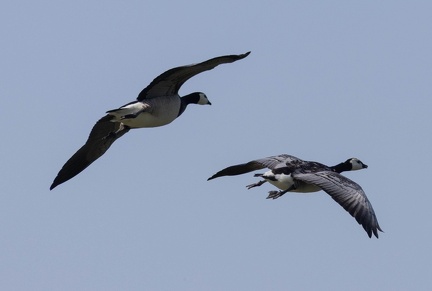 Bernache nonnette Branta leucopsis - Barnacle Goose