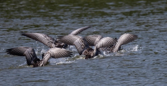 Bernache nonnette Branta leucopsis - Barnacle Goose