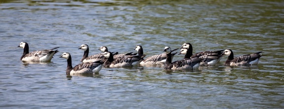 Bernache nonnette Branta leucopsis - Barnacle Goose