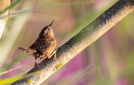 Troglodyte mignon Troglodytes troglodytes - Eurasian Wren