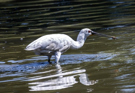  Spatule blanche Platalea leucorodia - Eurasian Spoonbill