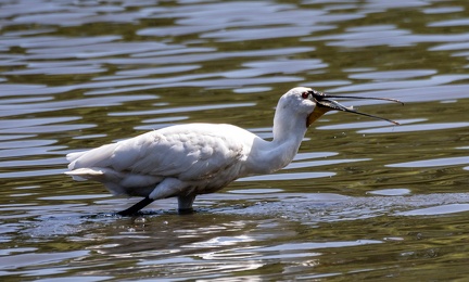  Spatule blanche Platalea leucorodia - Eurasian Spoonbill