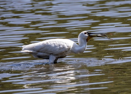  Spatule blanche Platalea leucorodia - Eurasian Spoonbill