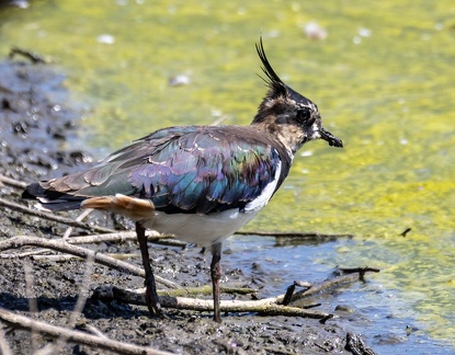 Vanneau huppé Vanellus vanellus - Northern Lapwing
