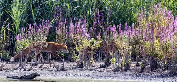 renard roux - red fox (vulpes vulpes)