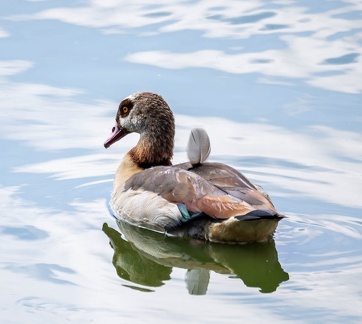 Ouette d'Égypte Alopochen aegyptiaca - Egyptian Goose
