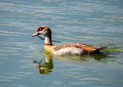 Ouette d'Égypte Alopochen aegyptiaca - Egyptian Goose