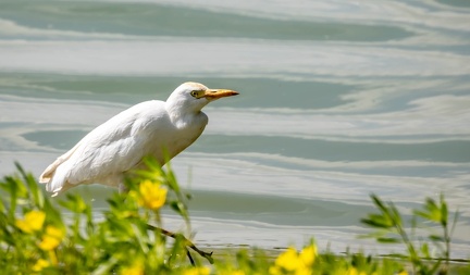 Héron garde-boeufs Bubulcus ibis - Western Cattle Egret