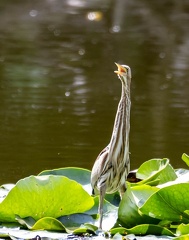 Blongios nain Botaurus minutus - Little Bittern