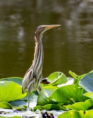 Blongios nain Botaurus minutus - Little Bittern
