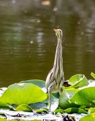 Blongios nain Botaurus minutus - Little Bittern