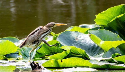 Blongios nain Botaurus minutus - Little Bittern