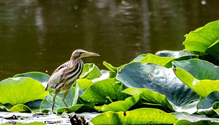 Blongios nain Botaurus minutus - Little Bittern