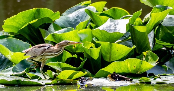 Blongios nain Botaurus minutus - Little Bittern