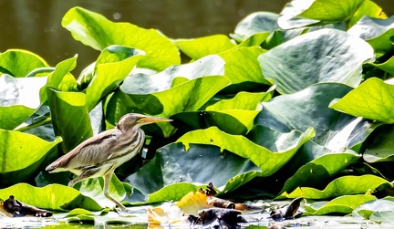 Blongios nain Botaurus minutus - Little Bittern