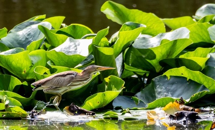 Blongios nain Botaurus minutus - Little Bittern