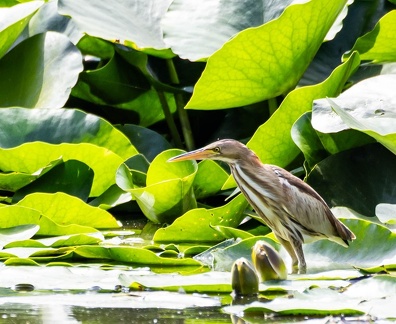 Blongios nain Botaurus minutus - Little Bittern