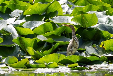 Blongios nain Botaurus minutus - Little Bittern