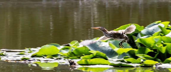  Blongios nain Botaurus minutus - Little Bittern