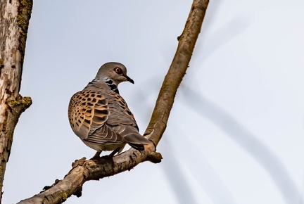 Tourterelle des bois Streptopelia turtur - European Turtle Dove