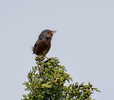 Fauvette pitchou Curruca undata - Dartford Warbler