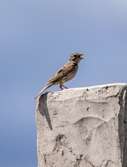 Bruant proyer Emberiza calandra - Corn Bunting