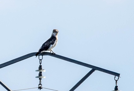  Circaète Jean-le-Blanc Circaetus gallicus - Short-toed Snake Eagle