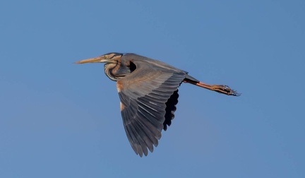 Héron pourpré Ardea purpurea - Purple Heron