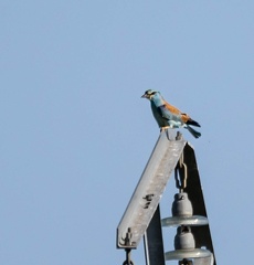 Rollier d'Europe Coracias garrulus - European Roller