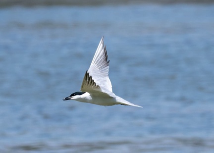 Sterne hansel Gelochelidon nilotica - Gull-billed Tern