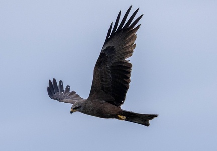  Milan noir Milvus migrans - Black Kite