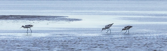 Avocette élégante Recurvirostra avosetta - Pied Avocet
