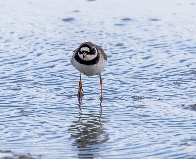 Grand Gravelot Pluvier grand-gravelot Charadrius hiaticula - Common Ringed Plover