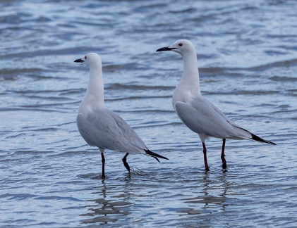 Goéland railleur Chroicocephalus genei - Slender-billed Gull