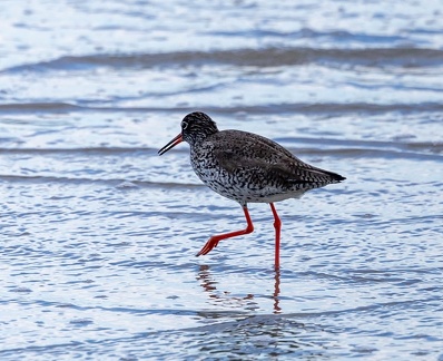 Chevalier gambette Tringa totanus - Common Redshank