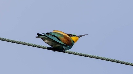 Guêpier d'Europe Merops apiaster - European Bee-eater