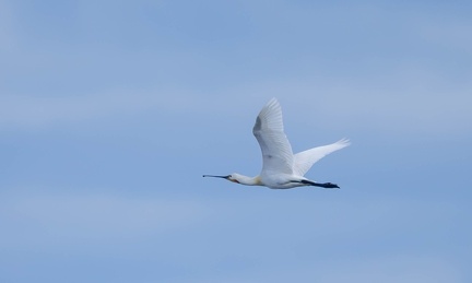 Avocette élégante Recurvirostra avosetta - Pied Avocet