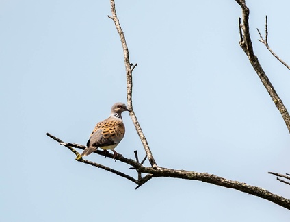 Tourterelle des bois Streptopelia turtur - European Turtle Dove