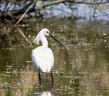 Avocette élégante Recurvirostra avosetta - Pied Avocet