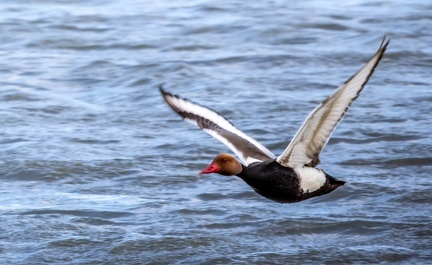 Nette rousse Netta rufina - Red-crested Pochard