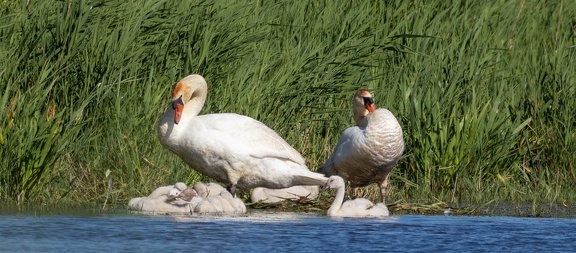 Cygne tuberculé Cygnus olor - Mute Swan