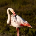 Flamant rose Phoenicopterus roseus - Greater Flamingo