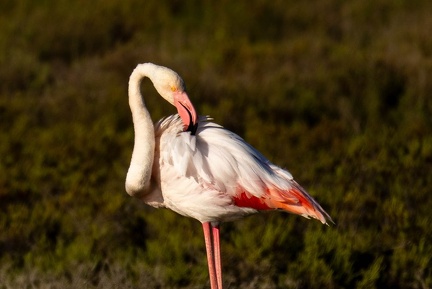 Flamant rose Phoenicopterus roseus - Greater Flamingo