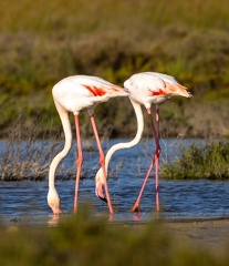 Flamant rose Phoenicopterus roseus - Greater Flamingo